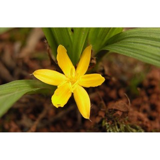 Cây sâm cau(dược liệu) làm giống.