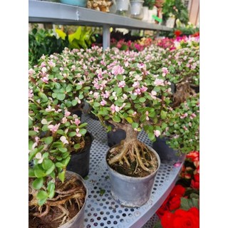 Chậu cây sen đá Đola hồng cổ thụ bonsai