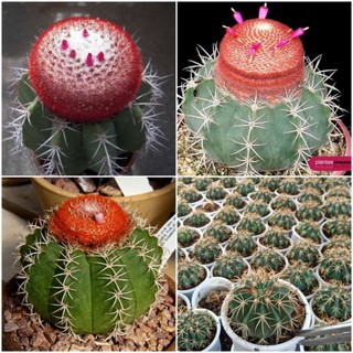 Xương rồng Melo cây giống nhỏ gieo hạt