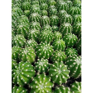 Combo 2 cây Xương rồng Echino hoa trắng mini size 3cm