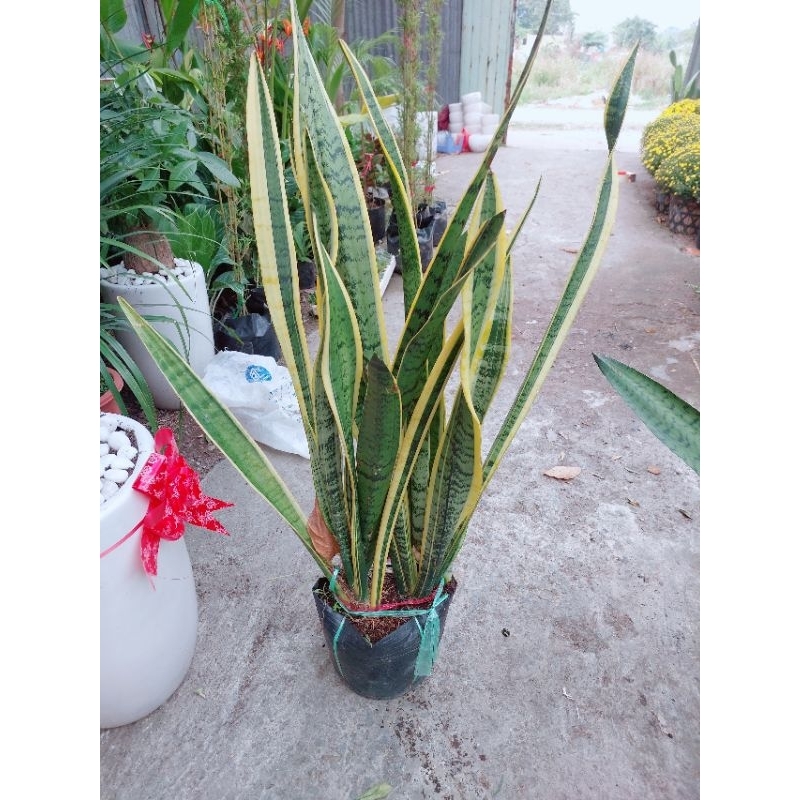 Lưỡi Hổ Vàng Bụi Lớn