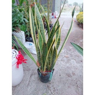 Lưỡi hổ vàng bụi lớn