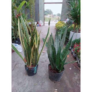 Lưỡi Hổ Vàng Bụi Lớn