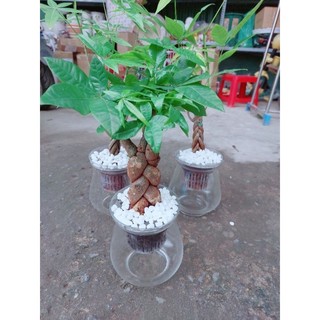Kim ngân bính 3 thân thủy sinh