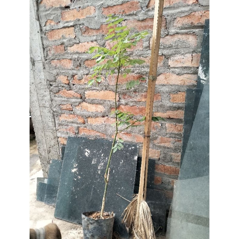 Cây hoa hoè ghép