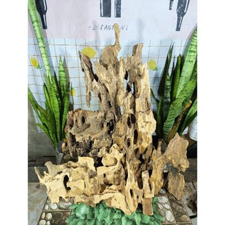 Lũa ghép lan , bỏ bể cá, tạo layout, lũa thủy sinh