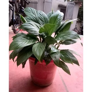 Chậu Cây Hoa Lan Ý