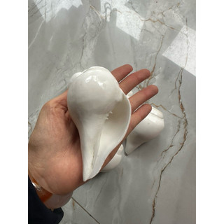 Kèn ốc pháp loa bé 10x6cm