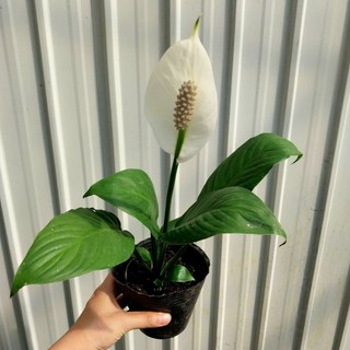 Cây hoa lan ý, nhiều cây đã có hoa