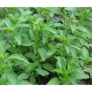 Giống Rau Thơm Sả (É Trắng) 200 hạt