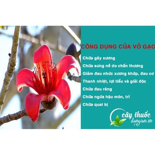 Vỏ Thân Cây Gạo [500g]