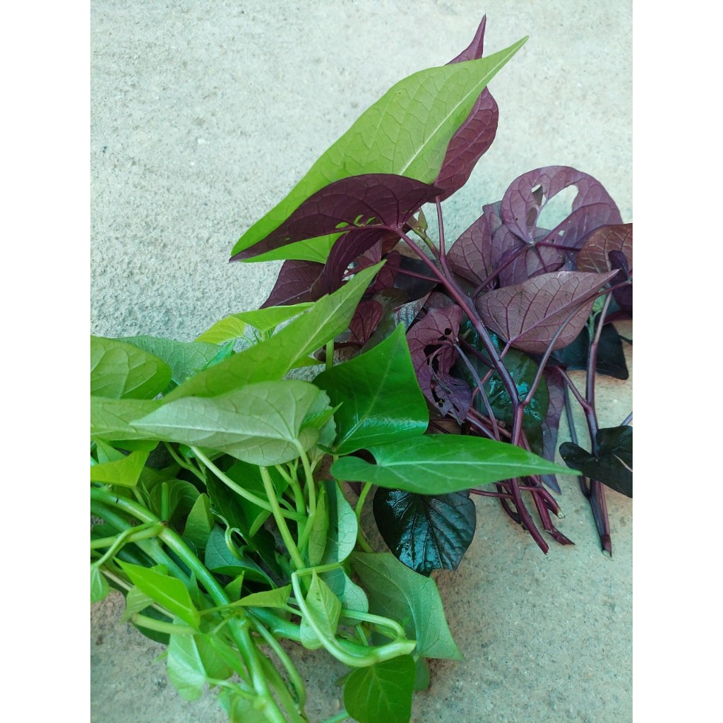 🌿 Cây giống rau lang lá tím – ươm trong bầu, loại dưới 20cm & trên 20cm