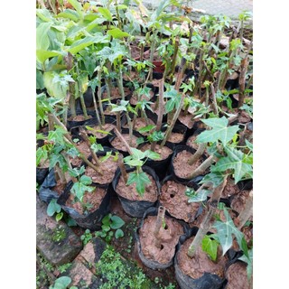 Bầu giống rau bina - Bầu 2 cây