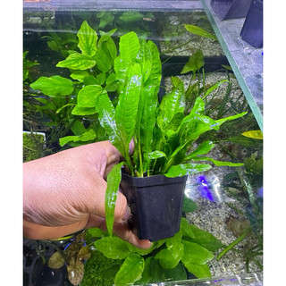 Cây thuỷ sinh Dương Xỉ Java | dương xỉ siêu dễ trồng - dán giá thể không cần co2