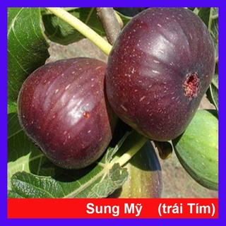 Cây sung mỹ lớn (sắp có hoặc đang có trái) (ảnh thật cây cao 30-50cm)