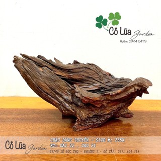 Chậu thuyền -chậu gỗ lũa-chậu trồng cây