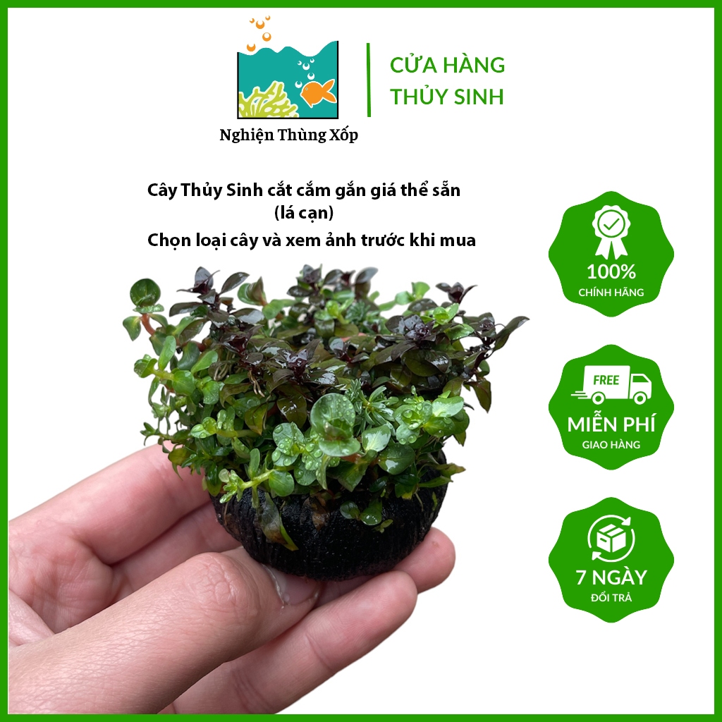 Cây Thủy Sinh GẮN GIÁ THỂ SẴN (lá cạn) chỉ việc thả bể