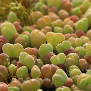 Cono Nhung lithops, thạch lan sen đá mọng nước