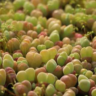 Cono Nhung lithops, thạch lan sen đá mọng nước