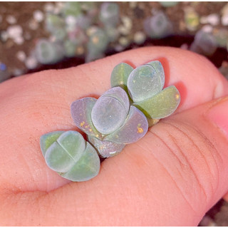 Cono Nhung lithops, thạch lan sen đá mọng nước