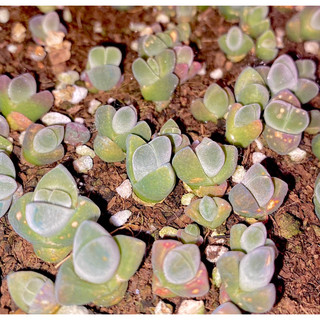 Cono Nhung lithops, thạch lan sen đá mọng nước