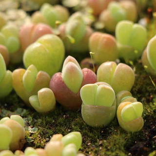 Cono Nhung lithops, thạch lan sen đá mọng nước