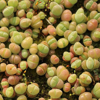 Cono Nhung lithops, thạch lan sen đá mọng nước