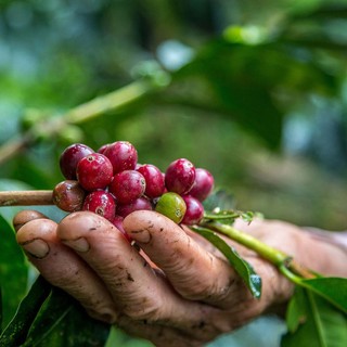 Combo cà phê bột (Robusta / Arabica) rang mộc nguyên chất 69 BUÔN MÊ