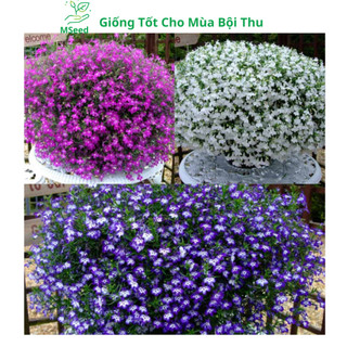 Hạt giống hoa Thúy Điệp nhiều màu, Tặng kèm phân bón - MSeed