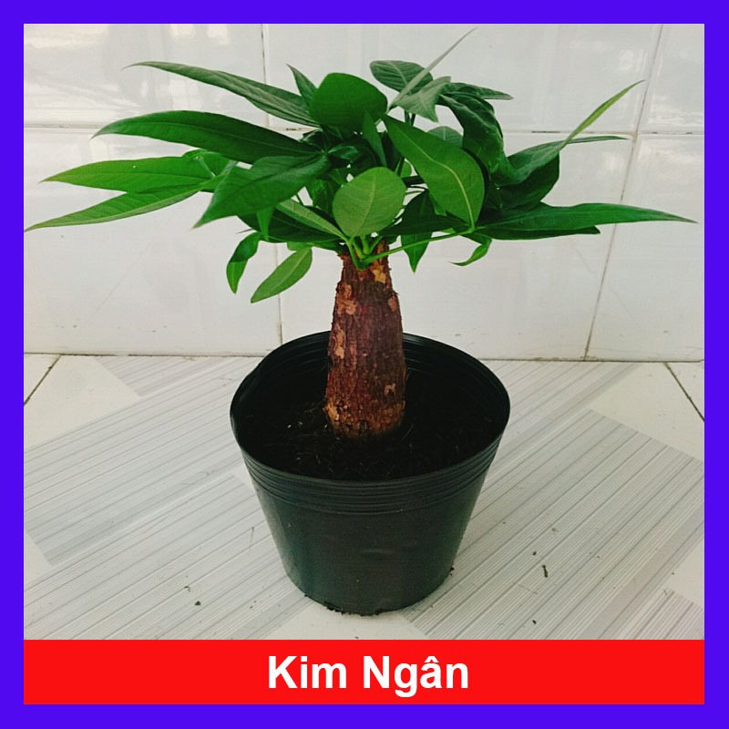 Cây Kim Ngân - cây cảnh để bàn mang lại tài lộc