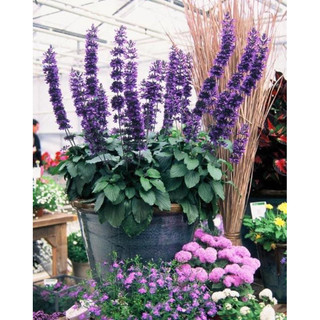 Xô thơm ‘Mystic Spires’ salvia lá lớn