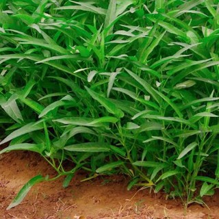 Hạt giống rau muống thái cao sản