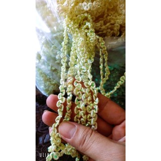 ren vien bản nhỏ (chùm 10 m)