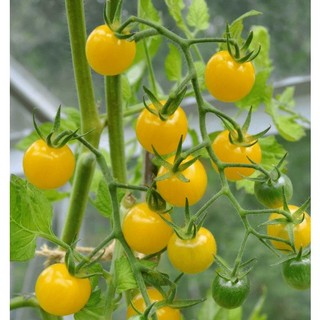 Hạt giống cà chua cherry vàng ngọt 30 hạt