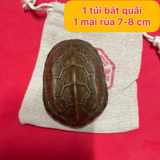 Combo Mai rùa dùng để gieo quẻ kinh dịch