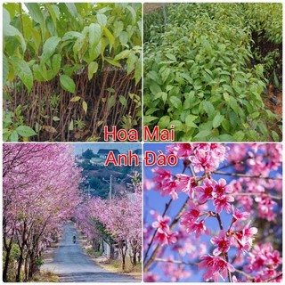 Cây giống mai anh đào, mai hoa anh đào cây cao 60 70 cm