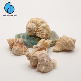 Combo vỏ ốc Voi - Vỏ ốc mượn hồn - Vỏ ốc trang trí nhiều kích thước nhỏ