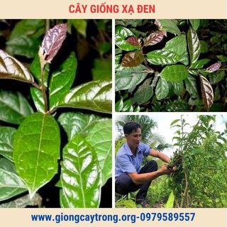Cây giống xạ đen Hòa Bình (dược liệu)