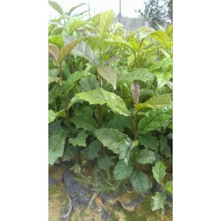 Cây giống xạ đen Hòa Bình (dược liệu)