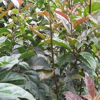 Cây giống xạ đen Hòa Bình (dược liệu)