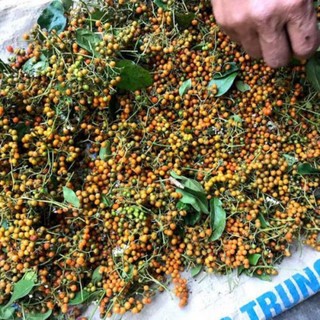 200 hạt giống cây xạ đen Hòa Bình