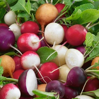 [ Đồng giá 3k] Hạt giống củ cải cherry Mix/ Trắng Timum