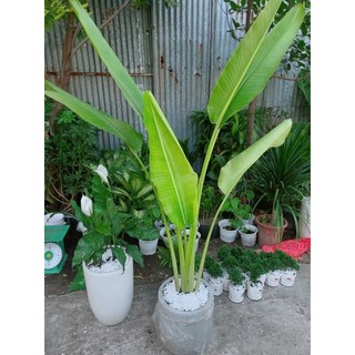 Chậu Cây Chuối Rẻ Quạt