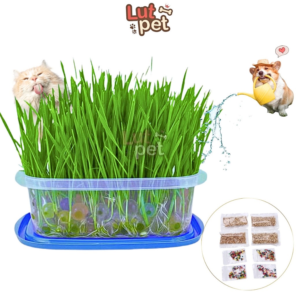 Cỏ mèo tươi, hạt giống cỏ mèo, catnip, lúa mạch hỗ trợ tiêu búi lông - lutpet