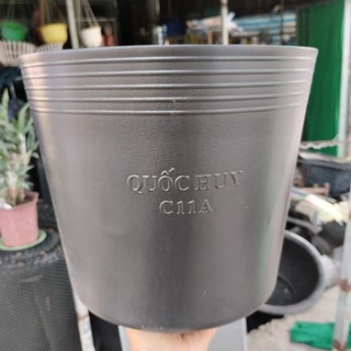100 cái C11A Chậu nhựa đen