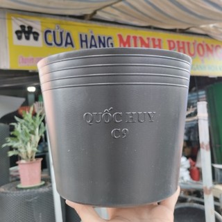 Chậu nhựa đen C9 nhỏ (500 cái)