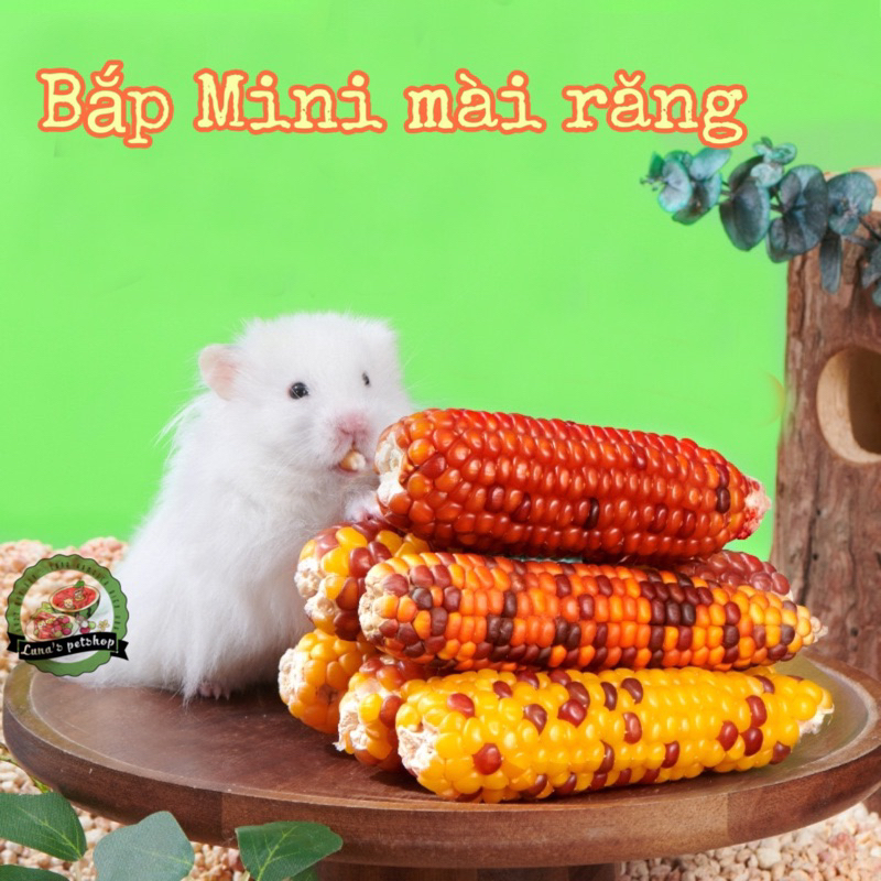 Bắp mini mài răng cho hamster, sóc, thỏ. Bắp cho hamster