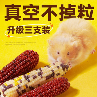 Bắp mini mài răng cho hamster, sóc, thỏ. Bắp cho hamster
