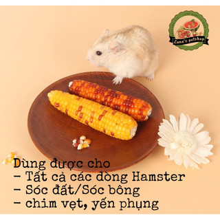 Bắp mini mài răng cho hamster, sóc, thỏ. Bắp cho hamster