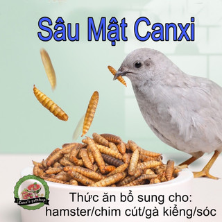 Sâu mật canxi sấy phồng. Sâu canxi Thức ăn dinh dưỡng cho hamster/sóc/nhím/gà